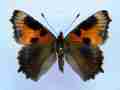 Aglais urticae (cold shock abb 2) (Internet Image property of respective owner, non-commercial use only)